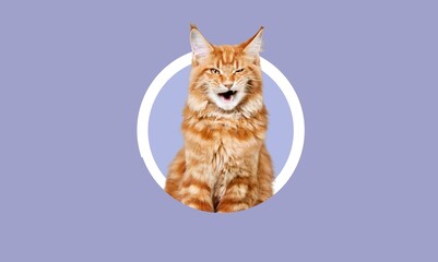 Fluffy cute domestic cat in round hole