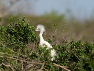 Adult Snowy Egret Sitting on Treetop Nest and Photographed in Profile