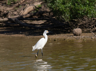 Adult Snowy Egret Wading in a Pond and Photographed in Profile