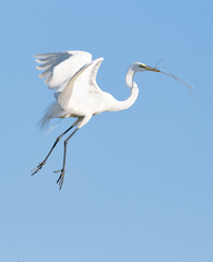 Breeding Adult Great White Egret in Flight with a Twig in its Mouth