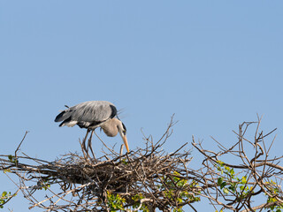 Close Up of a Great Blue Heron Standing on Its Nest and Photographed Against a Light Blue Sky