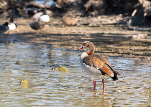 Egyptian Goose Standing in Shallow Water and Photographed in Profile