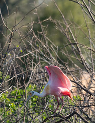 Roseate Spoonbill Standing on a Tree Branch and Photographed in Profile