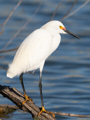 Snowy Egret Perched on a Weathered Log with Water in the Background
