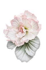 isolated white begonia flower photo, spring, decorative floral illustration, transparent background, png, horizontal, vertical, springtime, floral, no background, generative ai