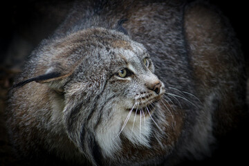 Angry Lynx