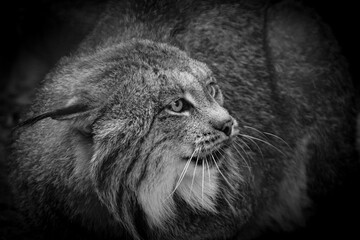 Fototapeta na wymiar B&W of close up of Lynx