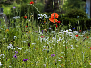 Uncultivated wildflower field with poppies bee pastures