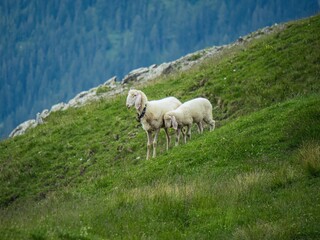 Sheep mother and child in a mountainside pasture open air