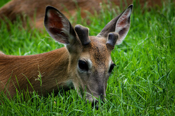 Deer in Grass