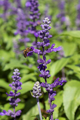 Little bee on lavender flower