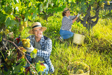 Portrait of man gardener picking harvest of grapes in sunny garden