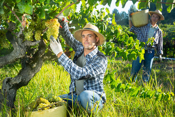 Successful male owner of vineyard gathering harvest of ripe white grapes on sunny autumn day