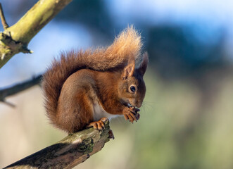 Naklejka na ściany i meble Scottish red squirrel balanced on the edge of a branch eating a hazel nut in the sunshine