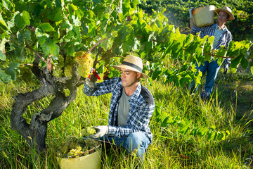 Naklejka na ściany i meble Portrait of young man farmer picking harvest of green grapes in sunny garden