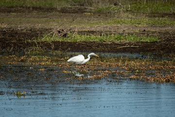 White great egret bird hunting on Florida wetland in summer