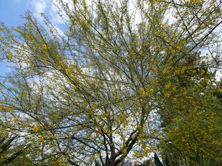 Flowers adorn the tree in the spring