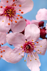 Blooming sakura in spring time against the blue sky. Close-up. Macro shooting.
