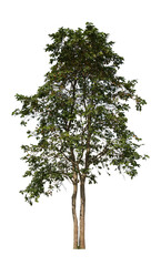 Tree on isolated on white background  with clipping path.