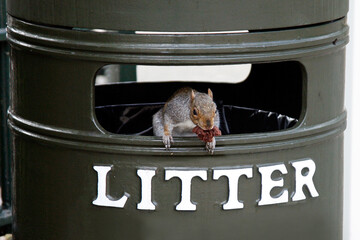 Squirrel on trash bin - 579188638