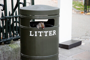Squirrel on trash bin - 579188652