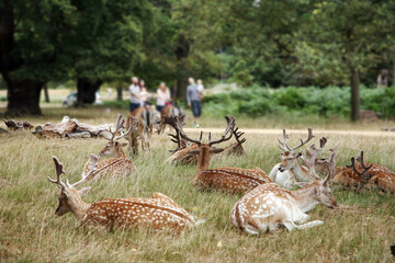 Deer in Richmond Park, an unrecognizable family group is arranged in a happy look In the background.  - 579188669