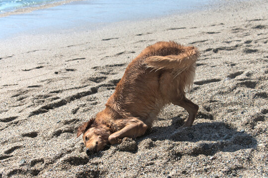 Retriever dog rubbing his face in the sand on the beach