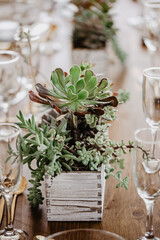 succulent on table for decoration