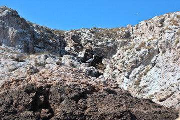 Brown heron standing on the rock of an island