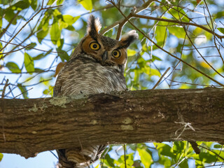 great horned owl perched in a tree