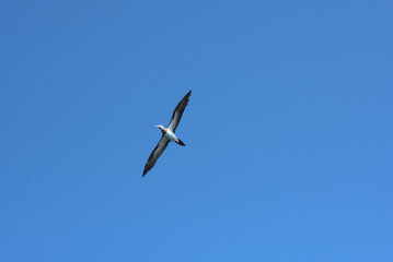 Fototapeta premium Brown booby circling on a clear sky