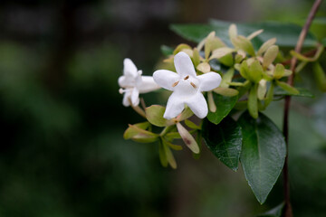 美しい花のアップ