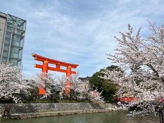 桜　平安神宮