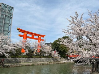 桜　平安神宮