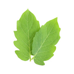 Obraz premium Tomato leaves transparent png