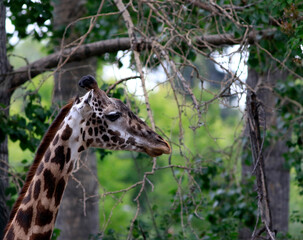 Girafe dans un zoo, gros plan de la tête et du cou