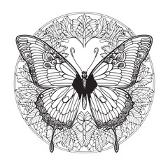 A majestic Butterfly illustration in a stylish composition. Adult coloring book pages made freehand with doodle and zentangle elements., Vector  illustration