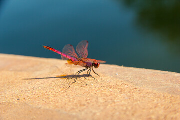 Red Dragonfly closeup at  Parque de María Luisa de SevillaSeville, Spain