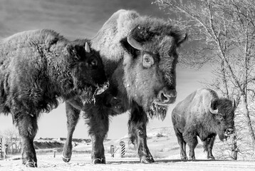 Bison family.