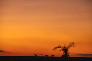 Fototapeta na wymiar Horses at Sunset
