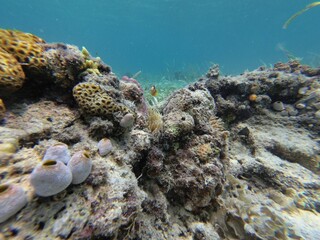 A clownfish surrounded by white coral, sea grass in the background at Riung on Flores.
