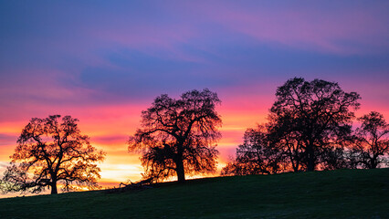 Oak trees on a hill at sunset in Northern California