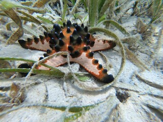 A Knotted Roller Starfish surrounded by seagrass on a sandy, sunlit seabed.