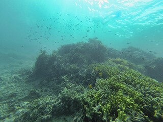 Idyllic shot of a coral reef surrounded by a school of fish in Riung on Flores.