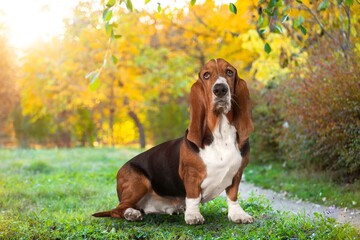 cute young smart dog posing outdoor