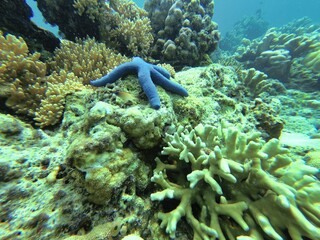 A blue starfish surrounded by a coral reef in Riung on Flores.