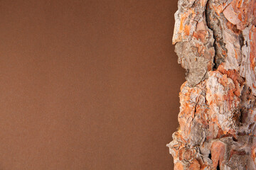 Tree bark piece on brown background, top view. Space for text