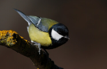 Great tit (Parus major) in spring