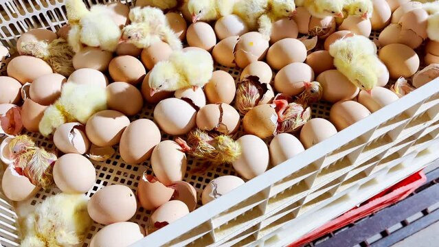 chicken hatching in a modern farm. Watch as the chicks emerge from their shells, chirping and flapping their wings for the first time. 