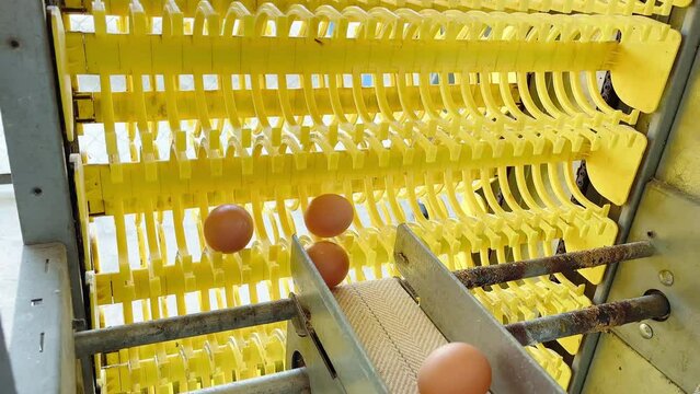 Quality chicken farm eggs in Panama with our convenient egg belt best quality eggs without the hassle with our convenient 